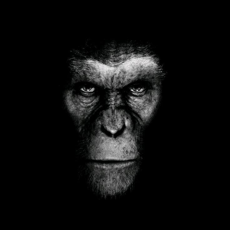 זאבי פרקש - עורכי דין