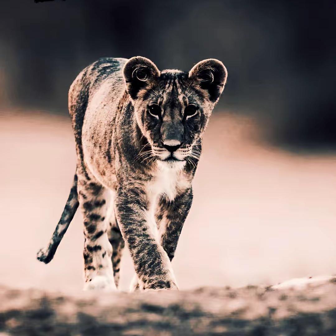 عمر العزازمه
