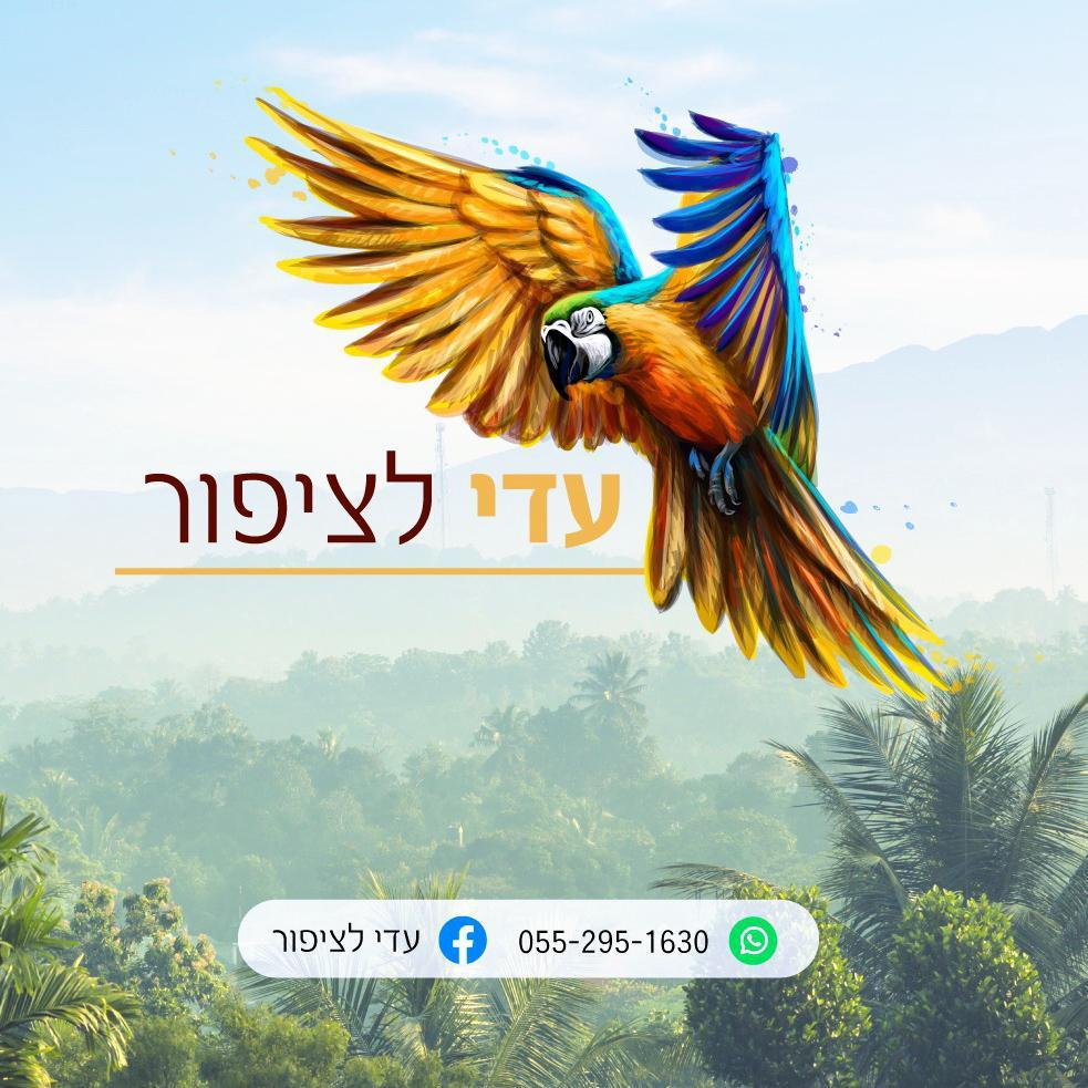 עדי לציפור