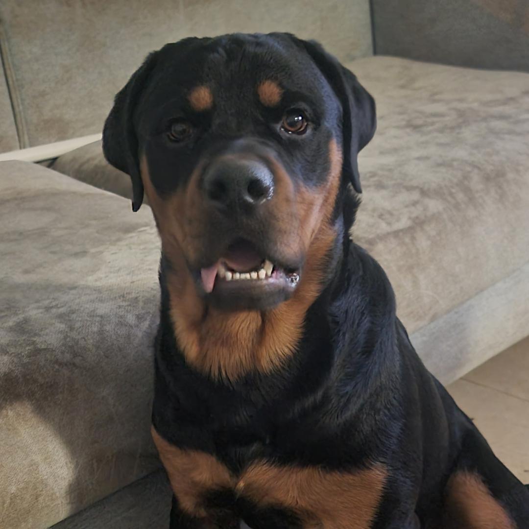 מתן מאלף כלבים❤️🦮❤️