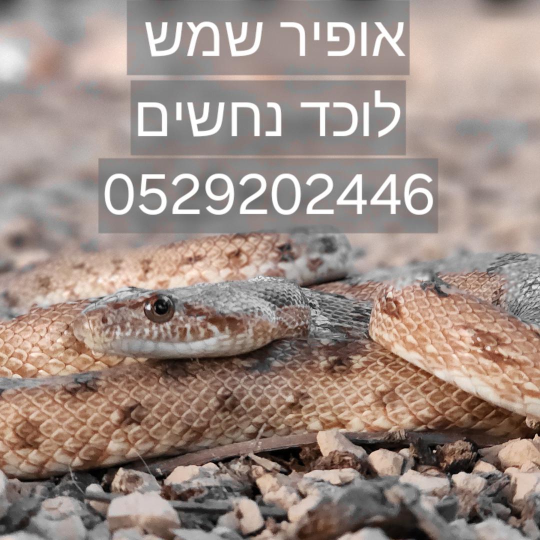 אופיר שמש לוכד נחשים