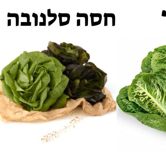 חיים מעל הטבע