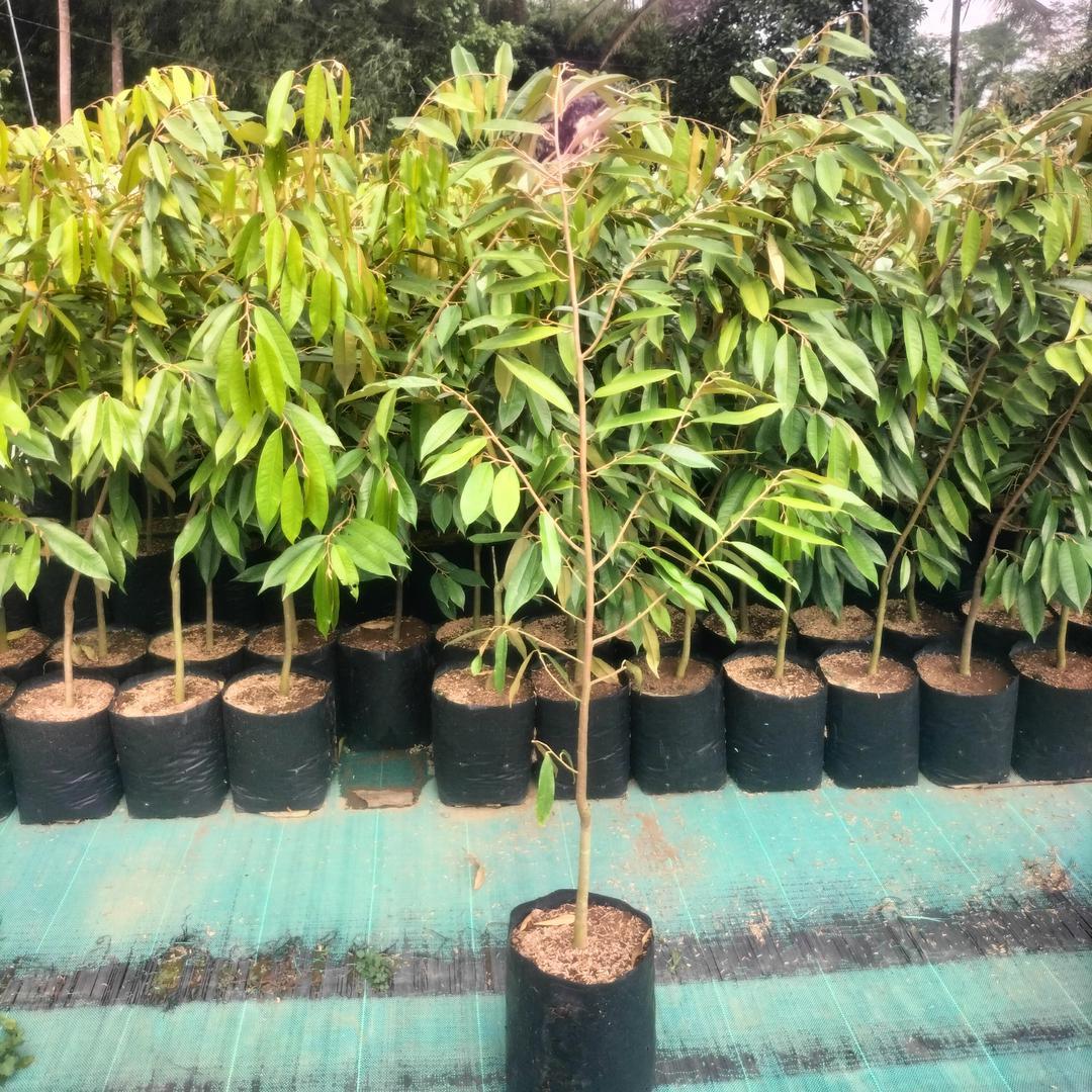 Pembibitan buah