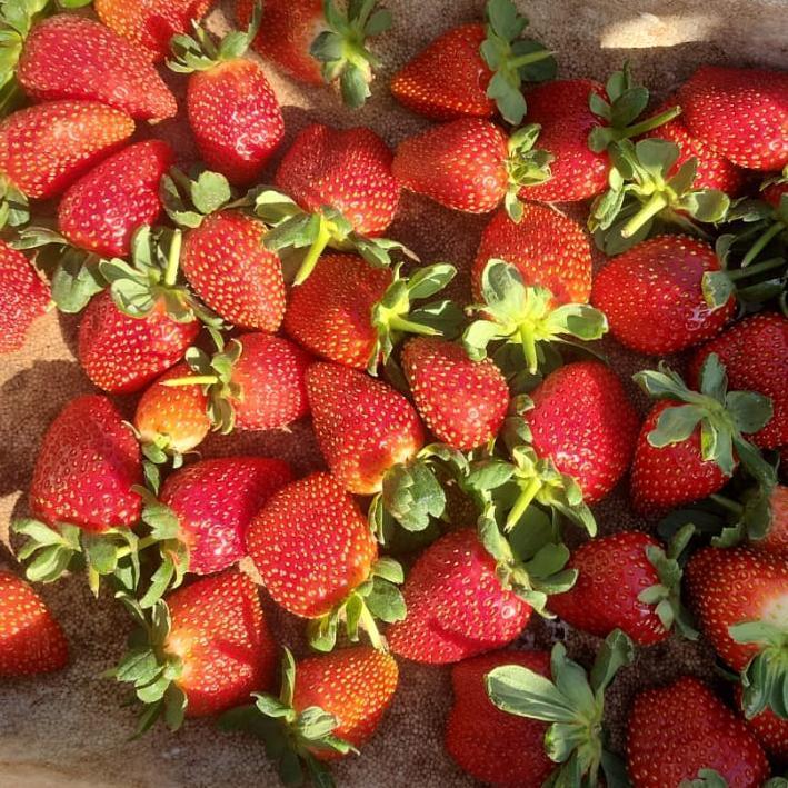 תותים טריים