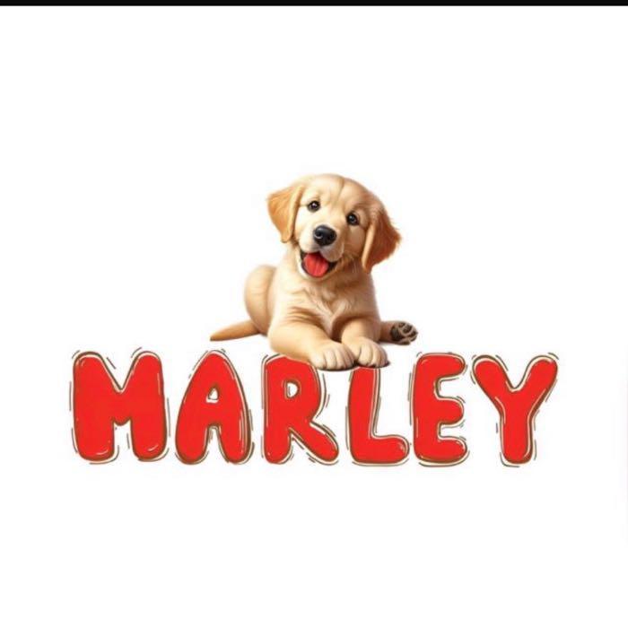 תומר מארלי חנות חיות