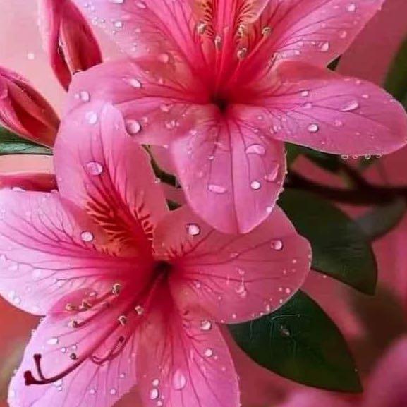اتحدى العالم زعبي