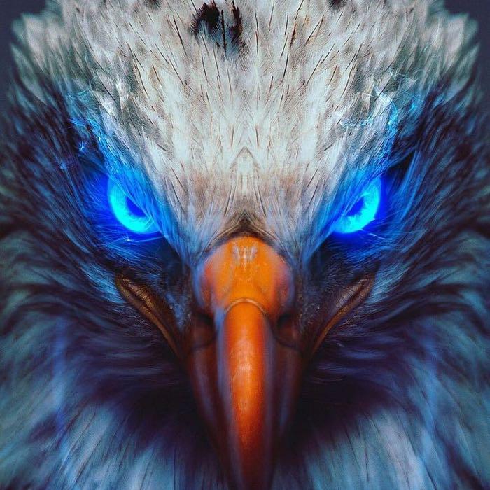 הנשר הלבן אילת