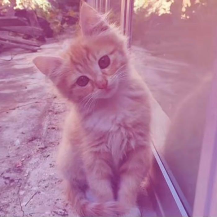 شہهد༻❤️🔥